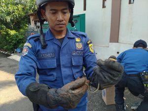 Ular Jali Ditemukan di Halaman Rumah Warga di Perumahan Cibinong