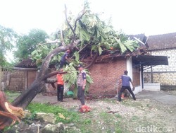 Angin Kencang di Lamongan Tumbangkan Pohon dan Rusak Belasan Rumah