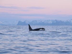 Mau Berenang Bareng Paus Pembunuh? Coba Liburan ke Tempat Ini