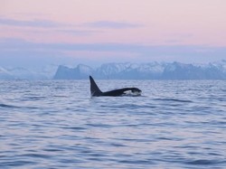 Mau Berenang Bareng Paus Pembunuh? Coba Liburan ke Tempat Ini