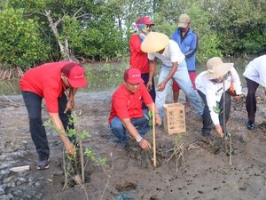 Pertamina Semai 5.000 Mangrove di Pesisir Indramayu