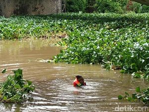 Ribuan Kilo Eceng Gondok di Sungai Cimanuk Dibersihkan