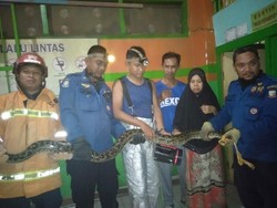 Ular Sanca 4 Meter Dievakuasi dari Dalam Sekolah di Makassar