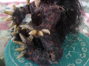 Jenglot yang Buat Geger Pangandaran Diserahkan ke Orang Pintar di Cilacap