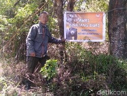 BKSDA soal Jejak Binatang Buas di Pagaralam: Itu Beruang Bukan Harimau