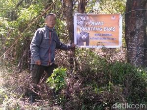 BKSDA Sebut Harimau Sudah Jauhi Pagaralam, Imbau Wisawatan Tak Perlu Panik BKSDA Sebut Harimau Sudah Jauhi Pagaralam, Imbau Wisawatan Tak Perlu Panik