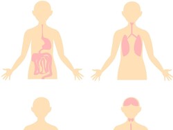 Sistem Ekskresi pada Tubuh Manusia, Alat, dan Fungsinya