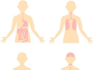 Sistem Ekskresi pada Tubuh Manusia, Alat, dan Fungsinya Sistem Ekskresi pada Tubuh Manusia, Alat, dan Fungsinya