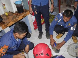 Ngeri! 13 Ekor Anak Kobra Bersarang di Rumah Warga Purwakarta Ngeri! 13 Ekor Anak Kobra Bersarang di Rumah Warga Purwakarta