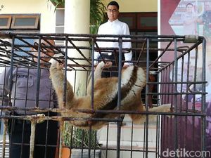 Polisi akan Periksa Penyuplai Belasan Satwa Dilindungi di Pasuruan