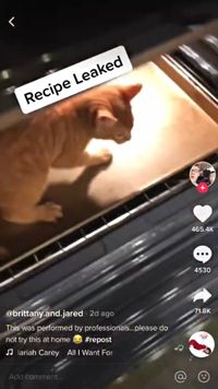 Unggah Video Kucing Dimasukkan ke Microwave di Tik Tok, Pria Ini Dihujat Netizen