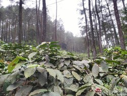800 Ribu Hektare Hutan di Jabar Rusak, dari Bandung Sampai Puncak