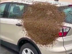 Waduh! Mobil Ini Diserbu Lebah