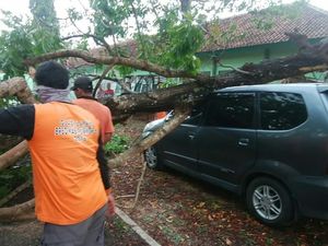 Hujan dan Lisus di Purworejo, Satu Mobil Tertimpa Pohon