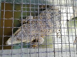 Pemilik Satwa Dilindungi di Pasuruan Tak Ditahan Meski Jadi Tersangka