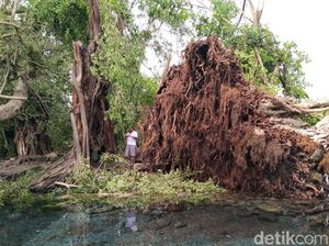 2 Pohon yang Dipercaya Berumur Ratusan Tahun di Klaten Tumbang