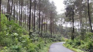 Potret Hutan Pinus Puncak Jahim, Segar dan Cantik!