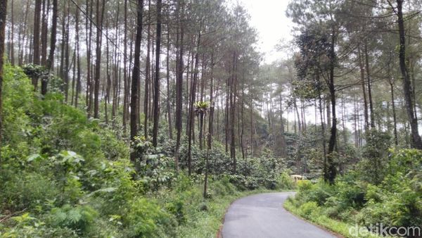 Potret Hutan Pinus Puncak Jahim, Segar dan Cantik!