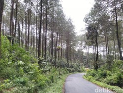 Hutan Pinus Puncak Jahim Ciamis, Ijo Royo-royo yang Menyegarkan