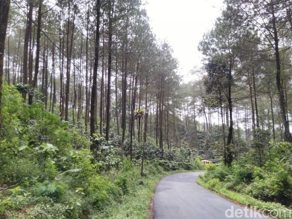 Potret Hutan Pinus Puncak Jahim, Segar dan Cantik!