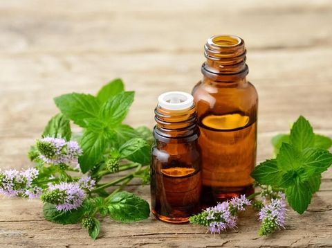 Peppermint essential oil and fresh peppermint flowers on the wooden board