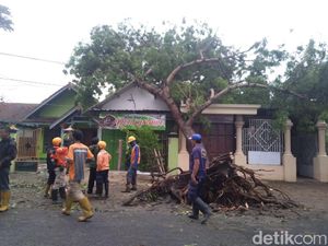 Rumah Rusak dan Pohon Ambruk Akibat Hujan Es dan Angin Kencang di Jombang