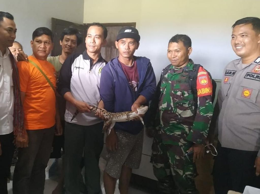BKSDA Evakuasi Buaya yang Nyasar ke Permukiman di Klaten BKSDA Evakuasi Buaya yang Nyasar ke Permukiman di Klaten