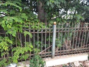 Pedagang Dipatuk Ular, Warga Duga Sarang Ada di Lahan Kosong Dekat Pasar