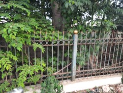 Pedagang Dipatuk Ular, Warga Duga Sarang Ada di Lahan Kosong Dekat Pasar