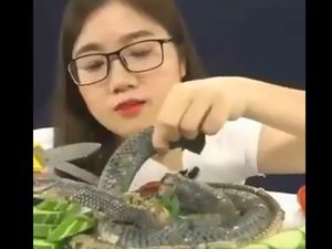 RI Masih Impor Ular hingga Kura-kura dari China? RI Masih Impor Ular hingga Kura-kura dari China?