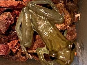 Ya Ampun! Kodok Ini Traveling 9.000 Km karena Ikut dalam Kotak Pisang