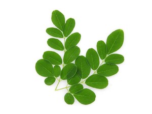 10 Manfaat Daun Kelor, dari Cegah Penuaan Dini sampai Atasi Jerawat 10 Manfaat Daun Kelor, dari Cegah Penuaan Dini sampai Atasi Jerawat