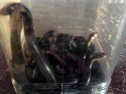 Marak Teror Ular Kobra, Ini Doa Menghadapinya