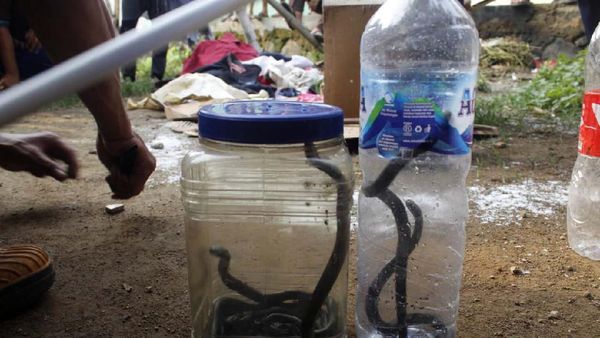 Teror Kobra Merajalela, Kini Giliran Purwakarta