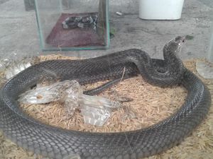 Horor! Ular Kobra Juga Nyusup ke Kamar Bayi di Gunungkidul