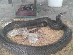 Kobra Muncul di Gunungkidul, Nyusup Kamar Bayi dan Bikin Warga Ngungsi