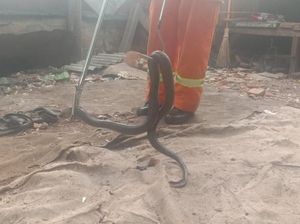 Damkar Bekasi Evakuasi Induk Kobra dari Rumah Warga