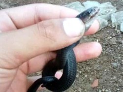 Ular Kobra dan Welang Teror Warga Perumahan di Sukabumi