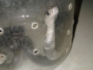 Rumah Disusupi Kobra, 1 Keluarga di Gunungkidul Mengungsi