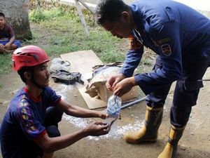 Video Evakuasi 13 Anak Kobra yang Bersarang di Dus Tumpukan Pakaian