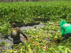 Cegah Banjir, BPBD Sapu Bersih Eceng Gondok di Sungai Cipager