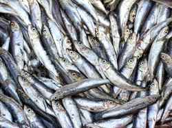 Geger Jutaan Sarden Mati di Jepang, Benarkah Terkait Nuklir Fukushima?