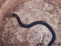 Fakta Seputar Hewan Hidup yang Diimpor dari China