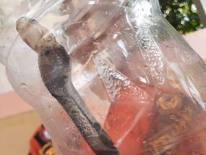 Total 10 Anak Kobra Dievakuasi dari Citayam Village