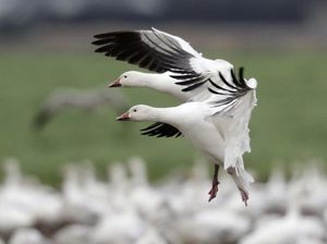 Sudah Jodoh! Dipisahkan Pemburu, Sepasang Angsa Bersua Lagi