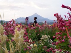 Indahnya Taman Bunga Berlatar Tiga Gunung di Pasuruan