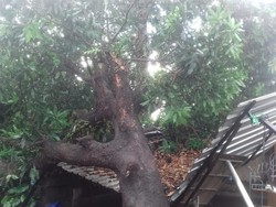 Hujan Deras di Mataram, Puluhan Pohon Tumbang Timpa Rumah dan 6 Orang Luka