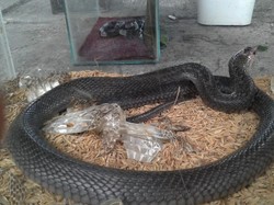 Teror Kobra di Jateng, Susupi Warung Mi Klaten-Rumah di Gunungkidul