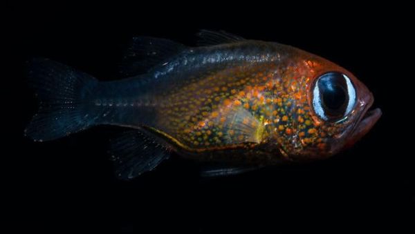 Hewan Spesies Baru yang Ditemukan Sepanjang 2019