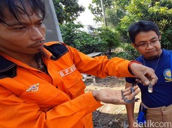 BPBD Buru Anak Ular Peneror Warga Perumahan di Sukabumi